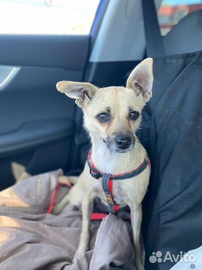 Маленькая собачка