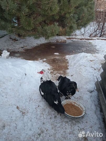 Селезень индоутки