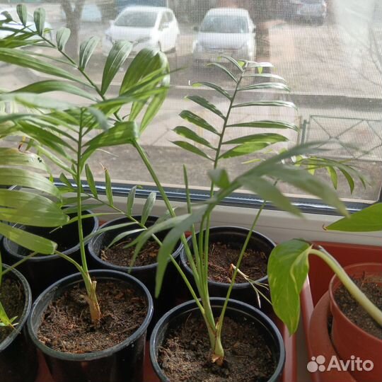 Пальма хамедорея