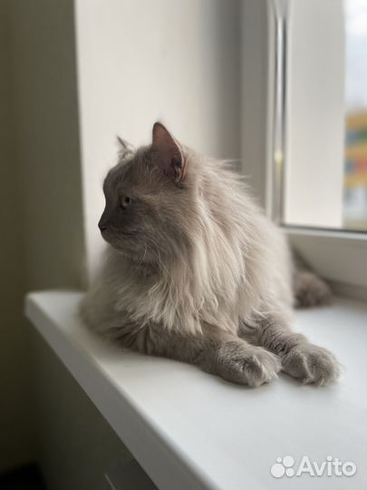 Отдам кота в добрые руки