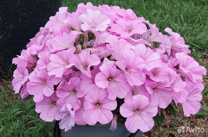 Петуния многоцветковая каскадно-ампельная