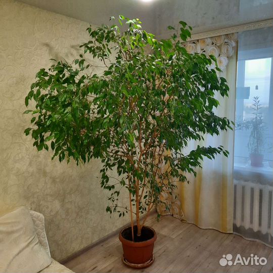 Фикус бенджамина