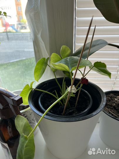 Комнатные растения