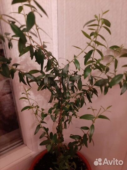 Мирт взрослый