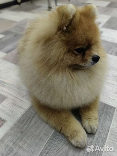 Передержка домашних животных