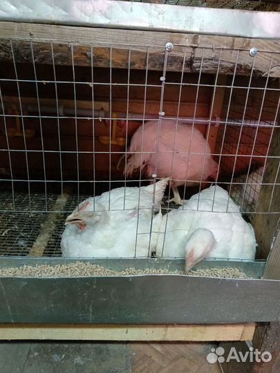 Куры бройлеры тушки мясо домашние