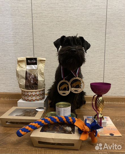 Дрессировка собак - послушание и ноузворк