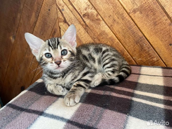 Бенгальские котята