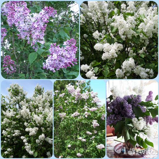 Кустарники декоративные