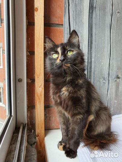 Кошка в дар бесплатно
