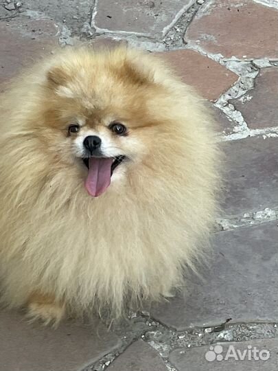 Померанский шпиц мини мальчик