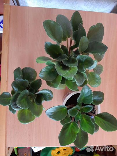 Комнатные цветы фиалки