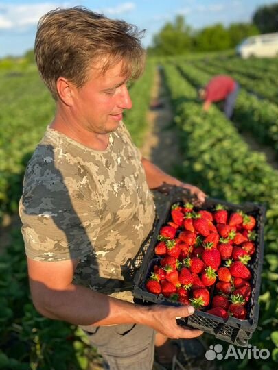 Рассада крупноплодной клубники Брилла
