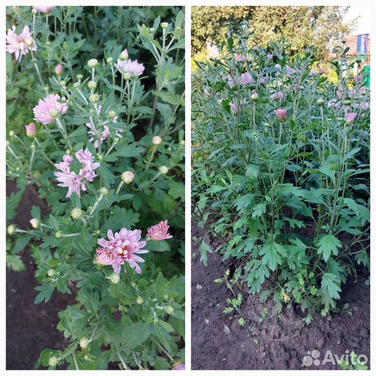 Хризантемы