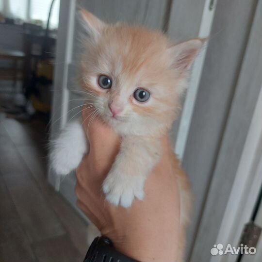 Котик рыжий