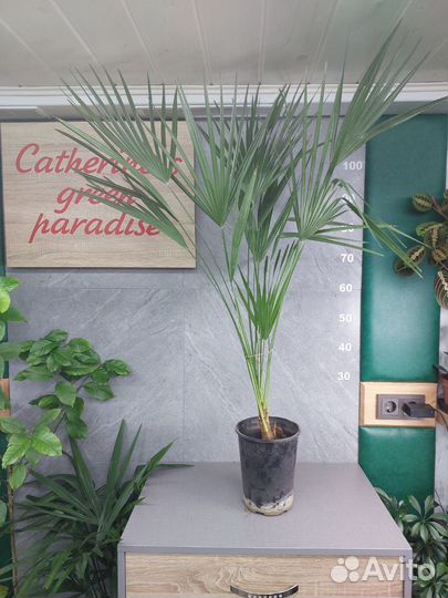 Пальма трахикарпус