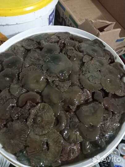 Грибы рыжики соленые