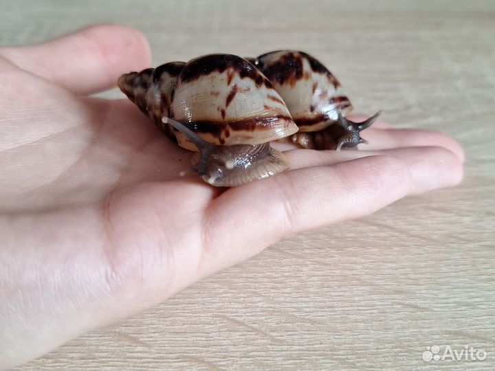 Улитки ахатины