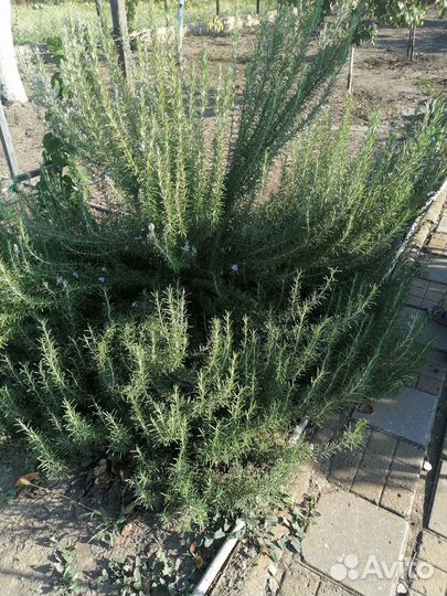 Розмарин свежий