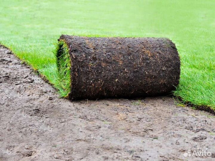 Рулонный газон
