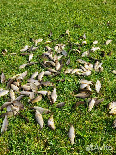 Живец карась