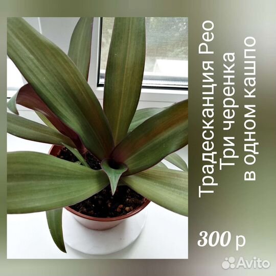 Традесканция Sitara Pink, гиппеаструм Креолка