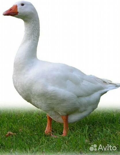 Гуси, утки, куры, индюки, перепела, цесарки