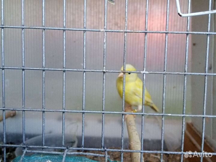 Канарейки самцы, самки