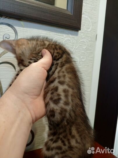 Бенгальские котята