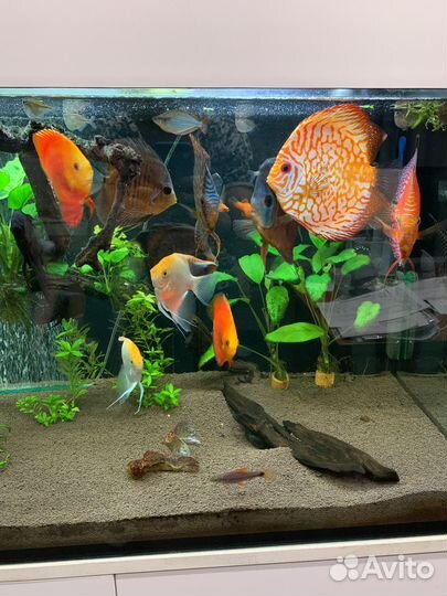Аквариумные рыбки и растения