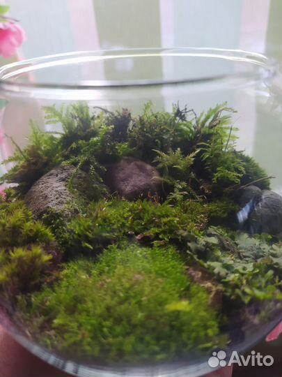 Флорариум/Мохариум живая экосистема