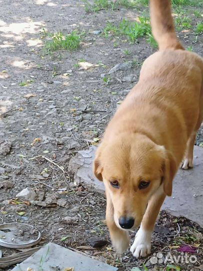 Пёс ниже колена