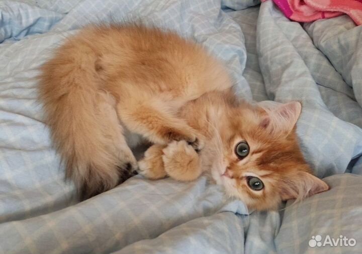 Котенок британская золотая шиншилла