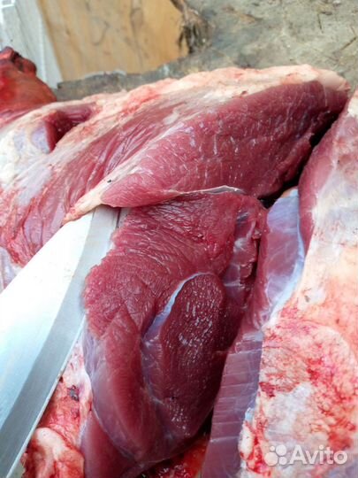 Мясо дикого кабана (35)