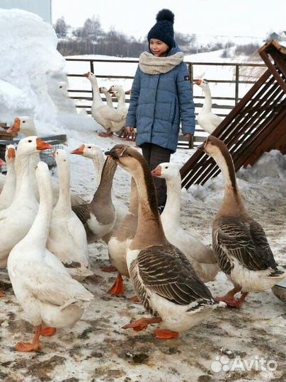 Гусиный жир