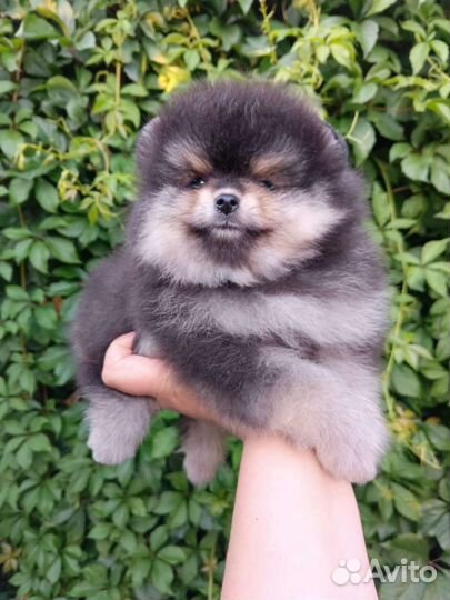 Померанский шпиц мальчик
