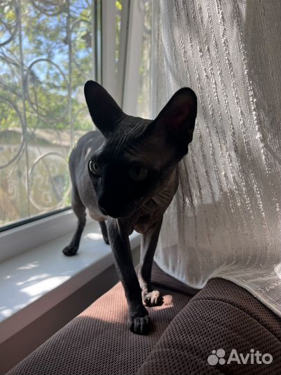 Канадский сфинкс