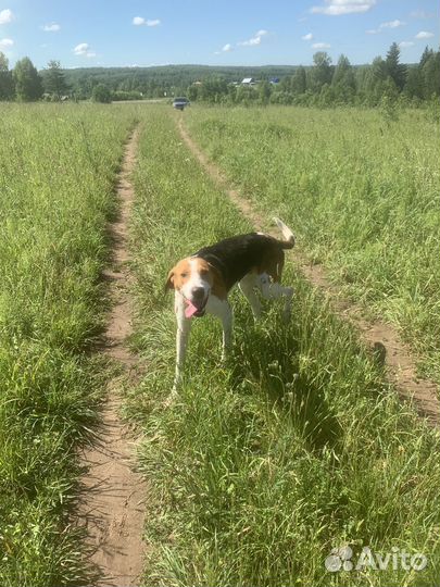 Русская пегая гончая