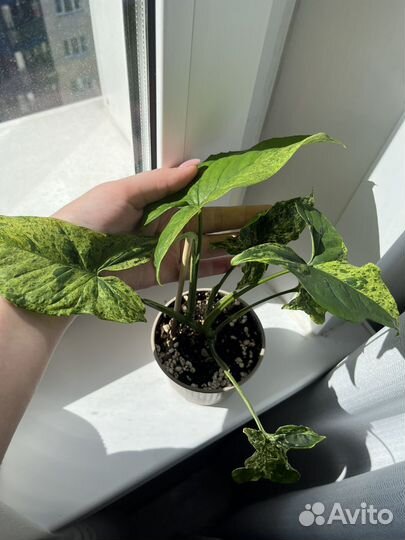 Сингониум Моттлед Махито