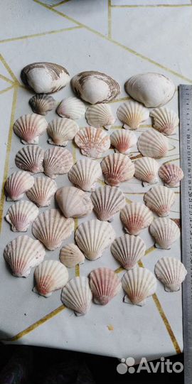 Ракушки