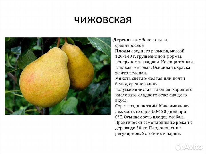 Саженцы Груши нежность