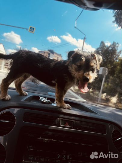 Щенки метисы Йорка