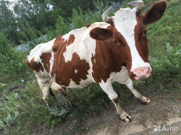 Корова высокоудойная 25 литров