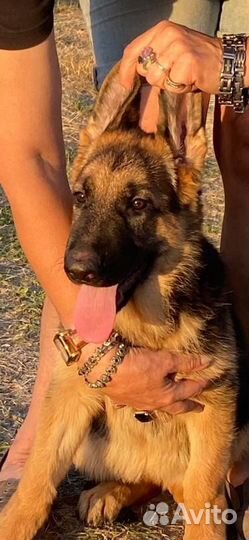 Щенки немецкой овчарки длинношерстной