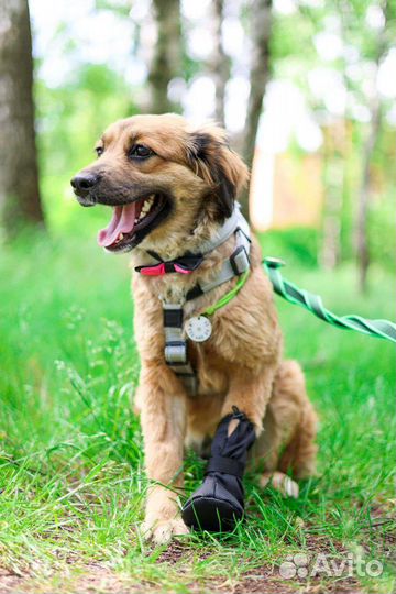 Малышка Адель ищет семью