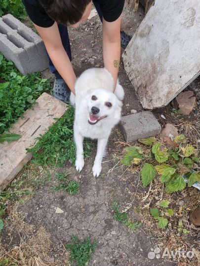 Отдам в хорошие руки помесь шпица