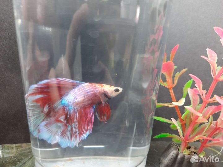 Рыбка петушок