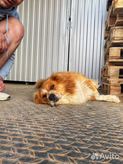 Собака в добрые руки