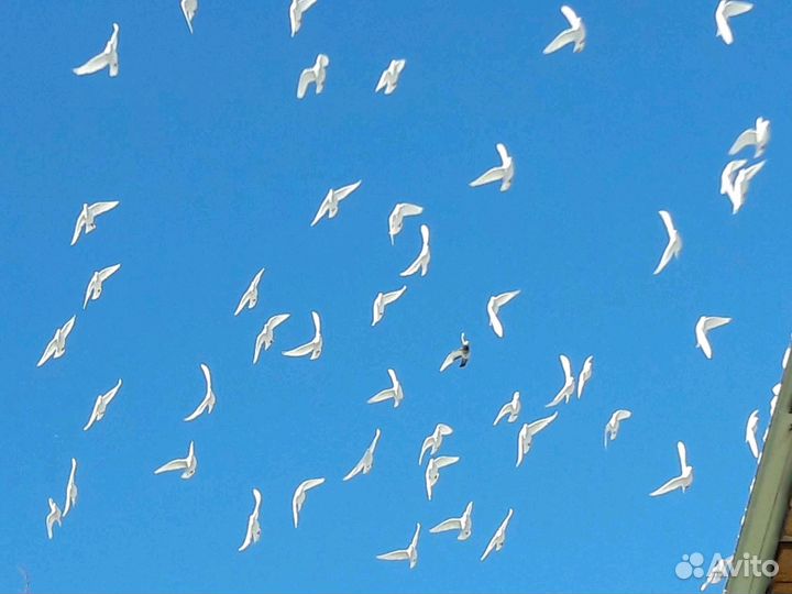 Голуби на выпускные, венчание, свадьбы