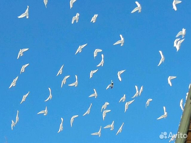 Голуби на выпускные, венчание, свадьбы
